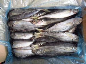 Frozen Small Eye Horse Mackerel Fish