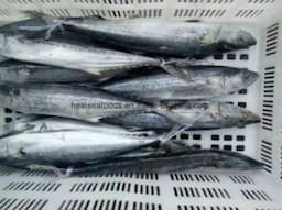 Chinese Frozen Spanish Mackerel Fish Supplier