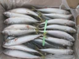 Chinese Land Frozen Mackerel Price Mackerel Fish