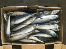 Best Chinese Frozen Pacific Mackerel Fish for Congo Market