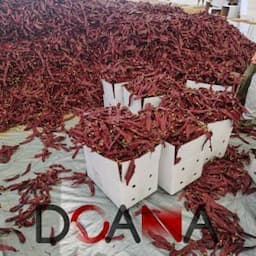 Premium Quality Dried Guajillo Chili Pods Sweet Red Paprika Peppers