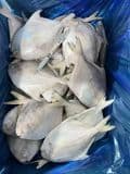 IQF China Origin Frozen Silver Pomfret White Pomfret