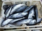 2024 New Catch Fresh Frozen Bonito Tuna Whole Round Auxis