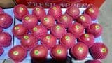 Shandong FUJI Apple 2024 New Crop