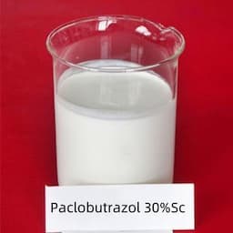 Agrochemicals Plant Growth Regulator Paclobutrazol 20%Wp 10%Wp Export to Vietnam