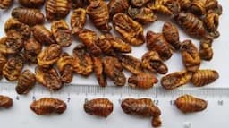 Silkworm Pupae for Pets Food