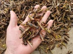 Natural Grasshopper for Aquarium Fish Feed