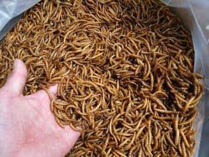 Wholesale Dried Meal Worms/Mealworms for Poultry Feed Animal Food