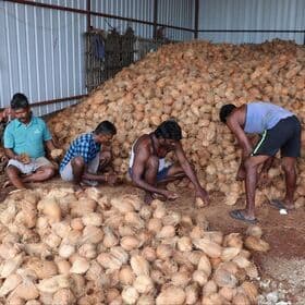 SEMI HUSKED INDIAN FRESH COCONUTS EXPORT QUALITY