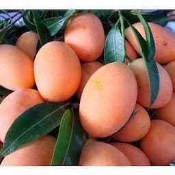 100% Natural Fresh Plum Mango Fruit