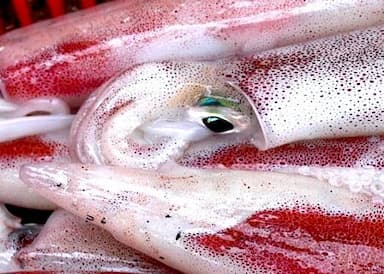 Fresh Squid