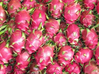 Dragon Fruit