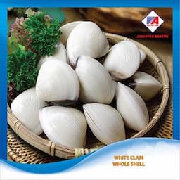 Frozen cooked white clam whole shell