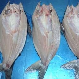 Frozen pangasius butterfly cut, skin on, bone in