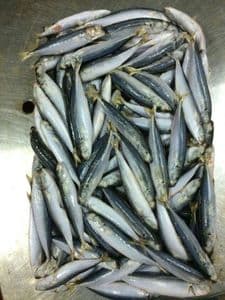 Frozen Seafood Processing