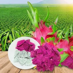 Pink purple dragon fruit Sublimation drying